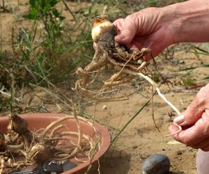  Brunsvigia orientalis terug by die huis na 10 jaar